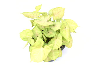 Top view of green house plant isolated on white background