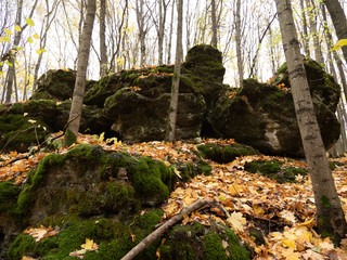 Autumn forest, stones in moss, leaves, Rivne, Ukraine