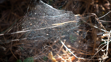 autumn forest, cobweb