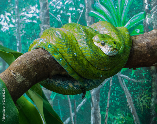 Green Tree Python Australia Buy This Stock Photo And Explore