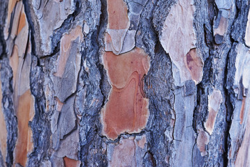 Wooden bark background. Close-up of natural texture.