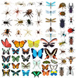 isolated insects set