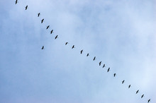 Flock Of Storks In Blue Sky Flying In A Row