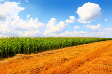 Poster - Stubble field after cutting grain and corn field