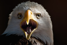 American Eagle With Open Beak, Portrait White-tailed Eagle