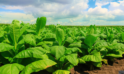 Poster - Tobacco big leaf crops growing in tobacco plantation field