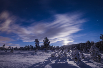 Wall Mural - Night in the snowy forest. Norwegian wintertime.