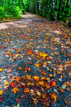 Road Covered With Leaves, New England