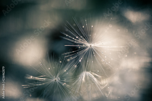 White fluffy dandelions, natural green blurred spring background, selective focus Billede på lærred