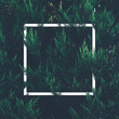 © hitdelight - Natural green plant pattern background with white square frame post.