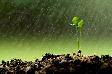 Poster - Twins young plant growing on the ground in the rain
