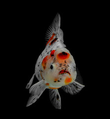 Goldfish isolated on black background.