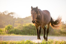 A Wild Pony (Equus Caballus) At Assateague Island National Seashore, Maryland