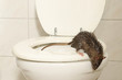 Eine Ratte kommt aus der Toilette ins Badezimmer, Tagszene mit weißem Licht