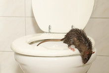 Eine Ratte Kommt Aus Der Toilette Ins Badezimmer, Tagszene Mit Weißem Licht