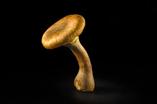 Some Mushrooms Of "Armillaria Tabescens" Also Called Good Family, On A Black Background