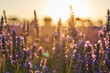 © ADDICTIVE STOCK - Lavender field at sunset