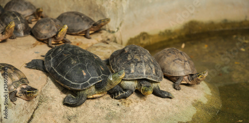 chinese stripe necked turtles