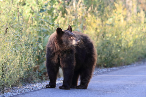 Fotografie, Obraz American black bear (Ursus americanus), Glacier National Park, Montana