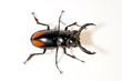 Roter Hirschkäfer (Hexarthrius parryi) Fighting Giant Stag Beetle