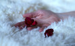 róża na dłoni