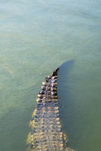 Tail Of A Crocodile In Water
