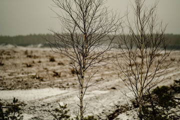 turf fields in swamp area beeing cultivated for harvest