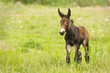 young mule in a green meadow