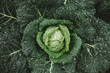 © Giada Canu/Stocksy - Savoy cabbage after rain