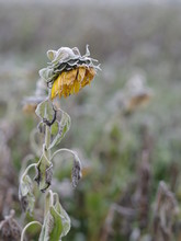 Frozen Sunflower