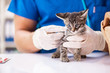 © Elnur - Vet doctor examining kittens in animal hospital