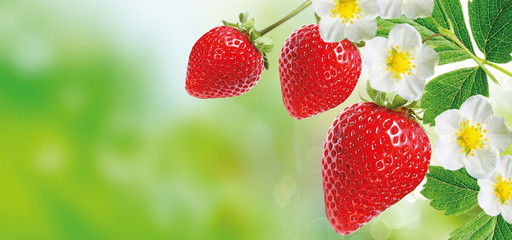 Wall Mural - freshness red strawberry