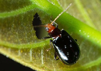 Macro Photo of Orange and Black Beetle Eating a Leaf