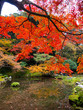 kodaiji temple garden / autumn leaves tree , kyoto , japan