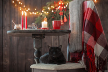 Black Cat On Chair With Wooden Table With Christmas Decoration
