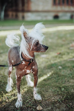 Chinese Crested Dog