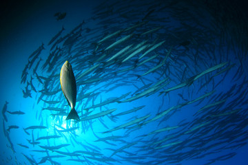 Chevron Barracuda fish 