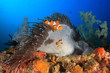 Clown Anemonefish (Clownfish) fish 
