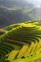 Landscape Rice Fields On Terraced Of Mu Cang Chai, YenBai, Vietnam