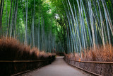 Fototapeta Dziecięca - The Bamboo Forest of Arashiyama, Kyoto