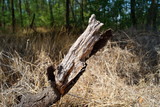 Fototapeta Miasto - Dry trunk at the edge of the forest