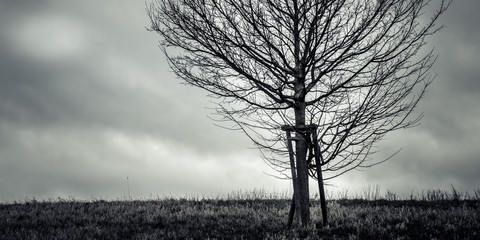 Wall Mural - Einsamer Baum