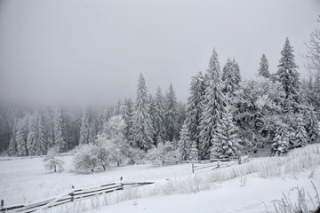 Spruce, covered with a thick layer of snow and frost in the mist. Winter,