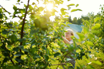 Wall Mural - Beautiful senior woman gardening in apple tree orchard.