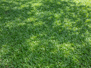 green grass background