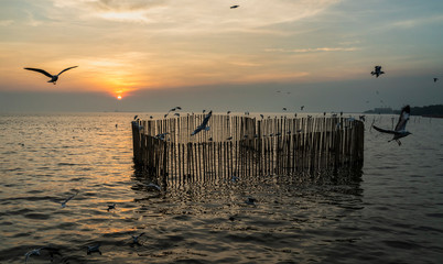 Wall Mural - Seagull flying in the sky sunset over the sea Thailand.