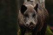 © Jiri Prochazka - Wild boar on a close up horizontal picture. A common mammal inhabiting European and Asian forests.