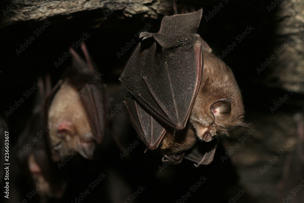Couple of Lesser horseshoe bats on a close up horizontal picture. A ...