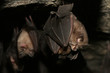 Couple of Lesser horseshoe bats on a close up horizontal picture. A rare mammal species occurring in European caves during mating. A rare picture of bat copulation.