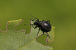 Black vine weevil sitting on a leaf with gnawed margins. A common garden pest insect species in its natural habitat on a close up horizontal picture.
